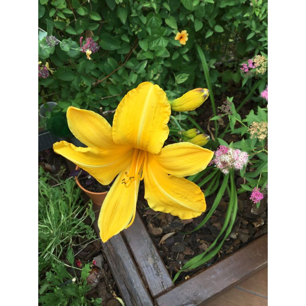 Hemerocallis Cartwheels - Taglilie