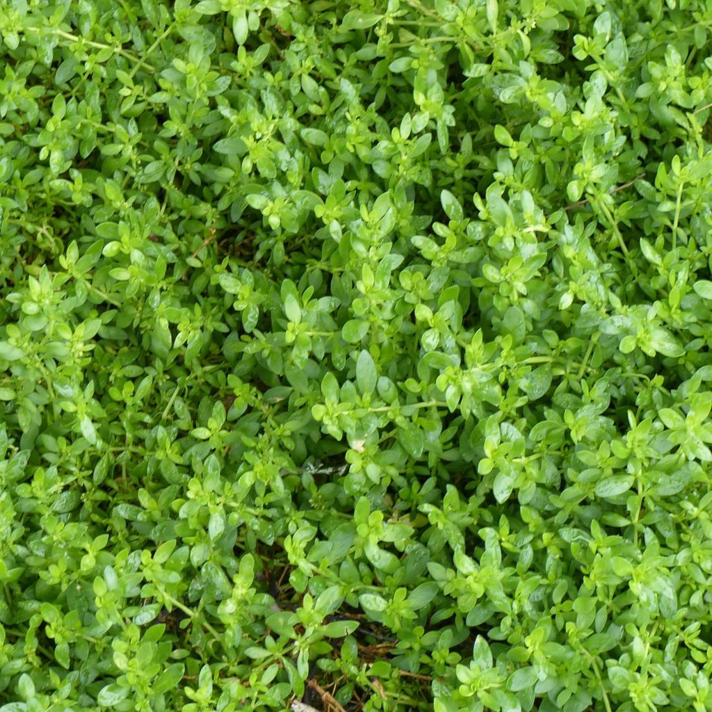 Herniaria glabra - Kahles Bruchkraut