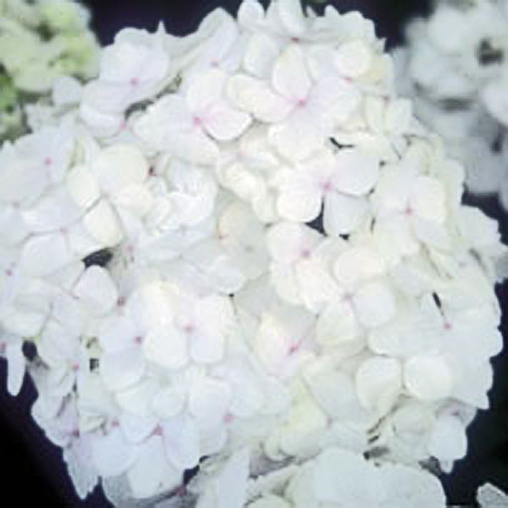 Hydrangea macrophylla Bichon Blanc - Bauernhortensie