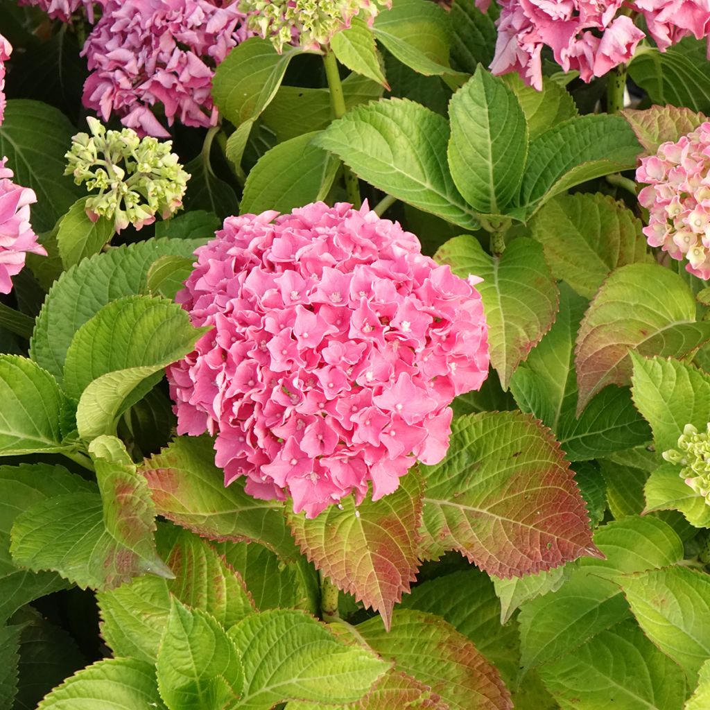 Hydrangea macrophylla Beautensia Spike - Bauernhortensie