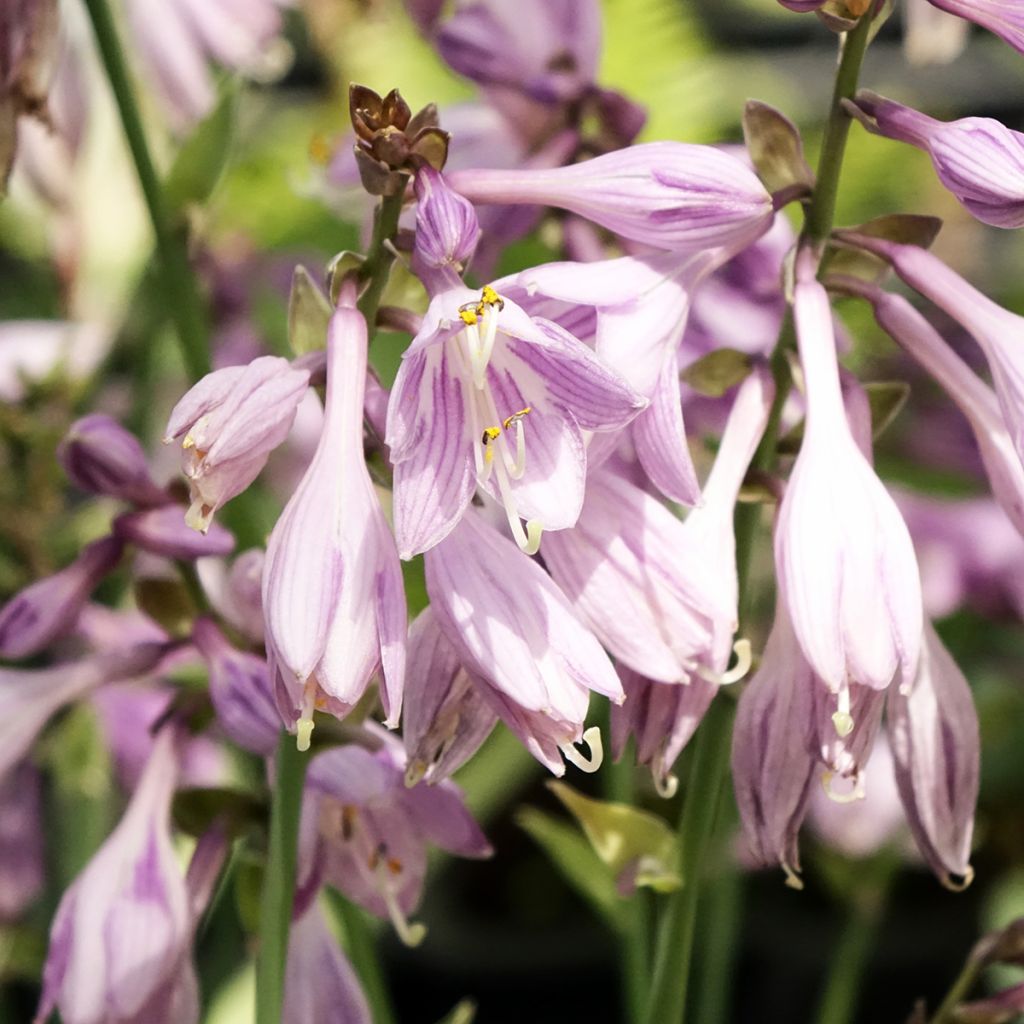 Hosta Hosta Blue Cadet - Garten-Funkie