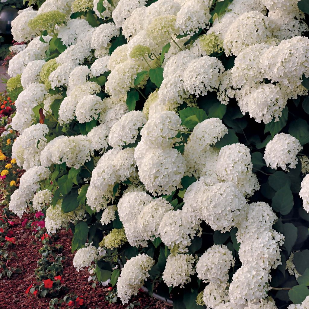 Schneeballhortensie Annabelle - Hydrangea arborescens