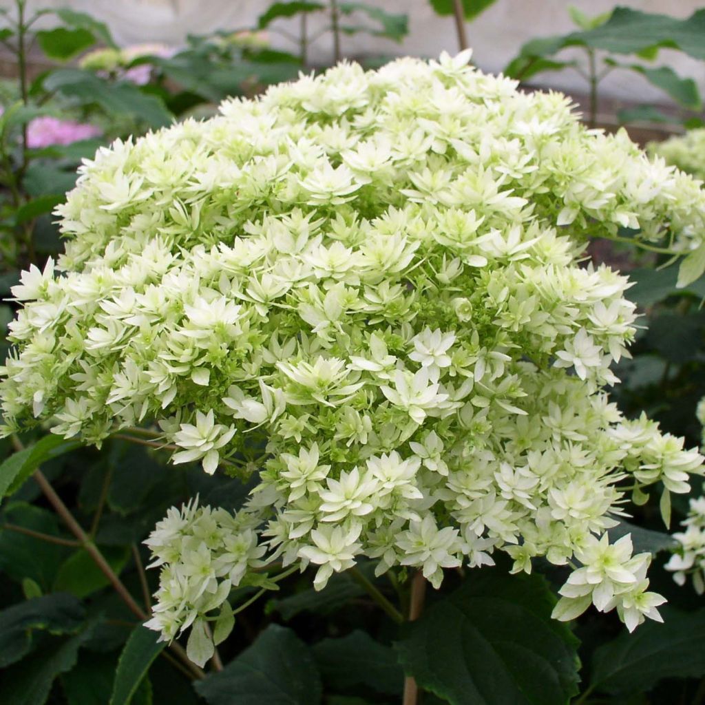 Ballhortensie Hayes Starbust - Hydrangea arborescens