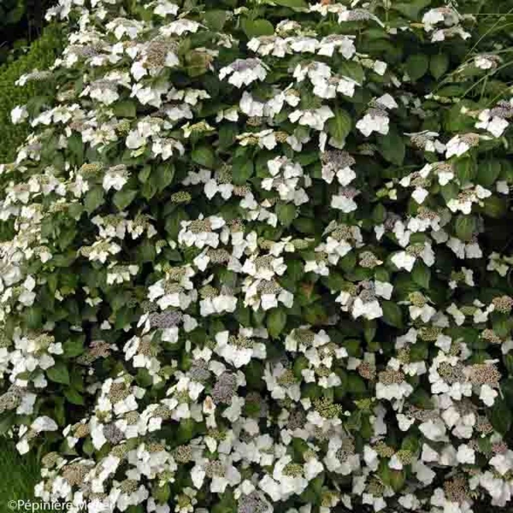 Hydrangea macrophylla Great Star Blanc Bleu - Bauernhortensie
