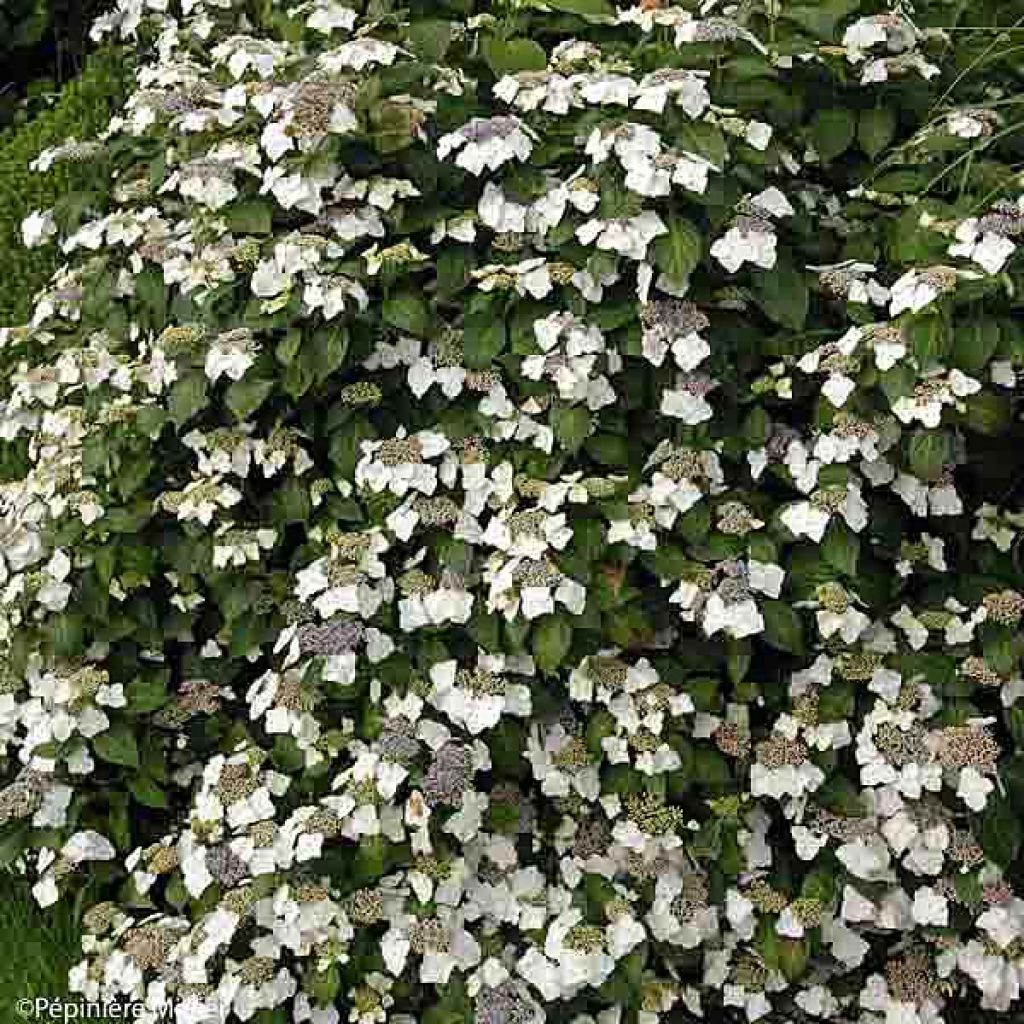 Hydrangea macrophylla Great Star Blanc Bleu - Bauernhortensie