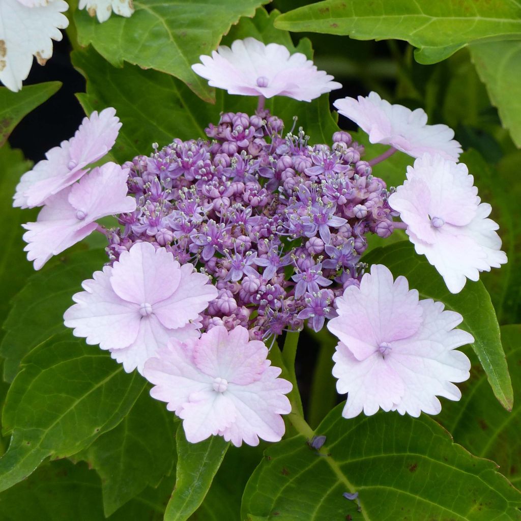 Hydrangea macrophylla Koria - Bauernhortensie