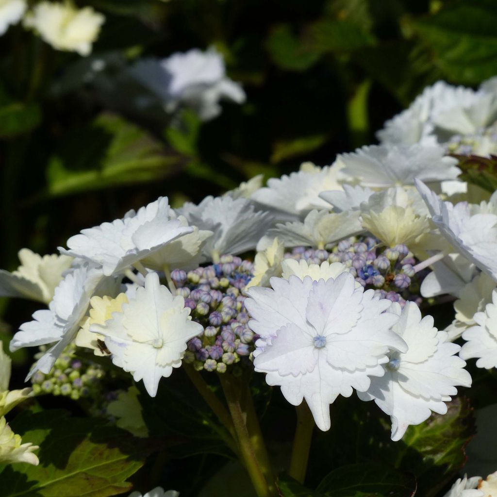 Hydrangea macrophylla Koria - Bauernhortensie