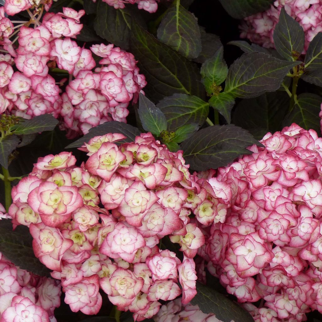 Hydrangea macrophylla Miss Saori - Bauernhortensie