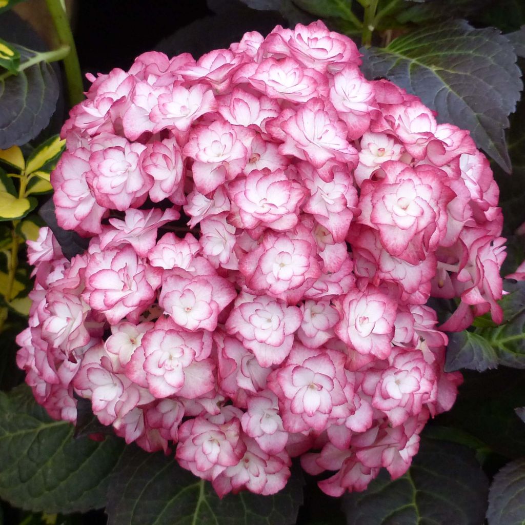 Hydrangea macrophylla Miss Saori - Bauernhortensie