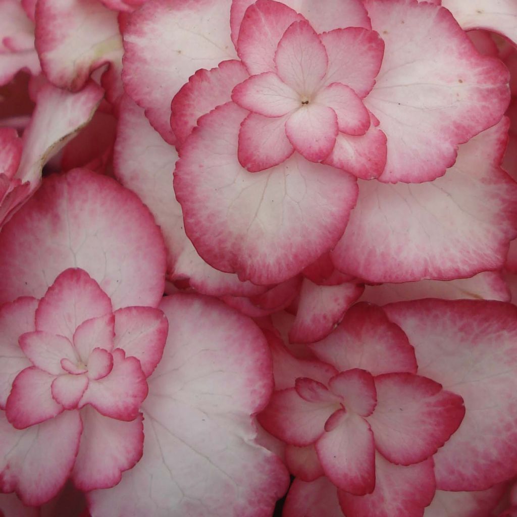 Hydrangea macrophylla Miss Saori - Bauernhortensie