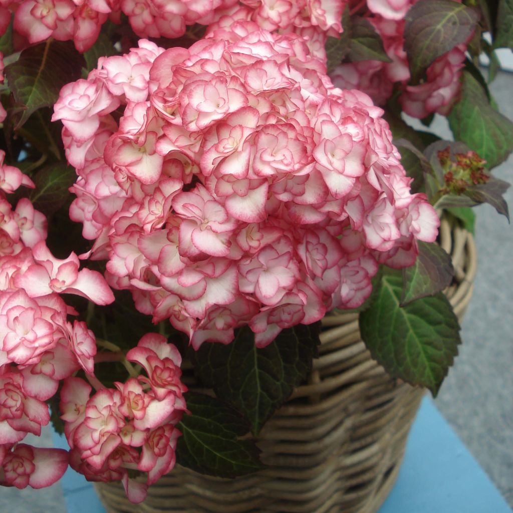 Hydrangea macrophylla Miss Saori - Bauernhortensie
