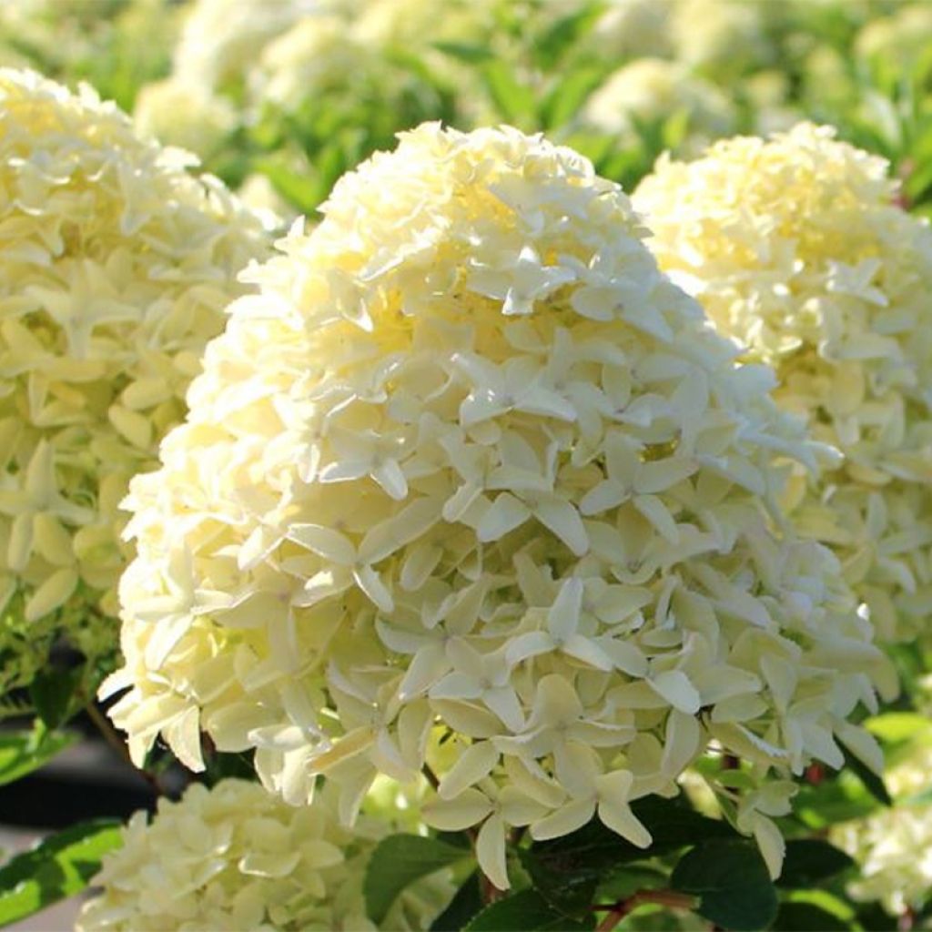 Rispenhortensie White Light - Hydrangea paniculata