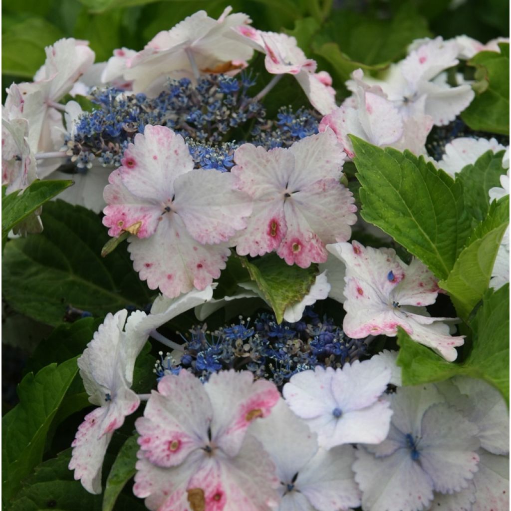 Hydrangea macrophylla Koria - Bauernhortensie