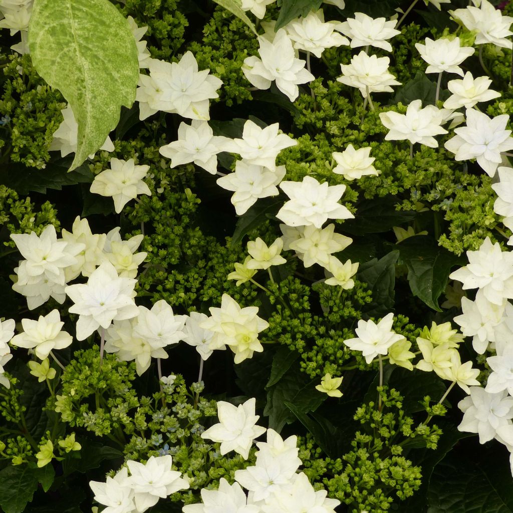 Hydrangea macrophylla Hovaria Fireworks White - Bauernhortensie