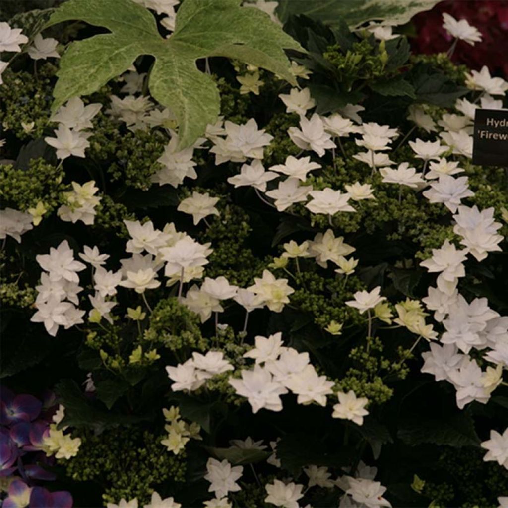 Hydrangea macrophylla Hovaria Fireworks White - Bauernhortensie