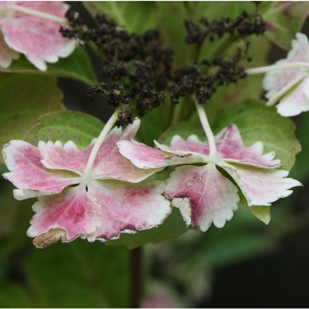 Hydrangea macrophylla Koria - Bauernhortensie