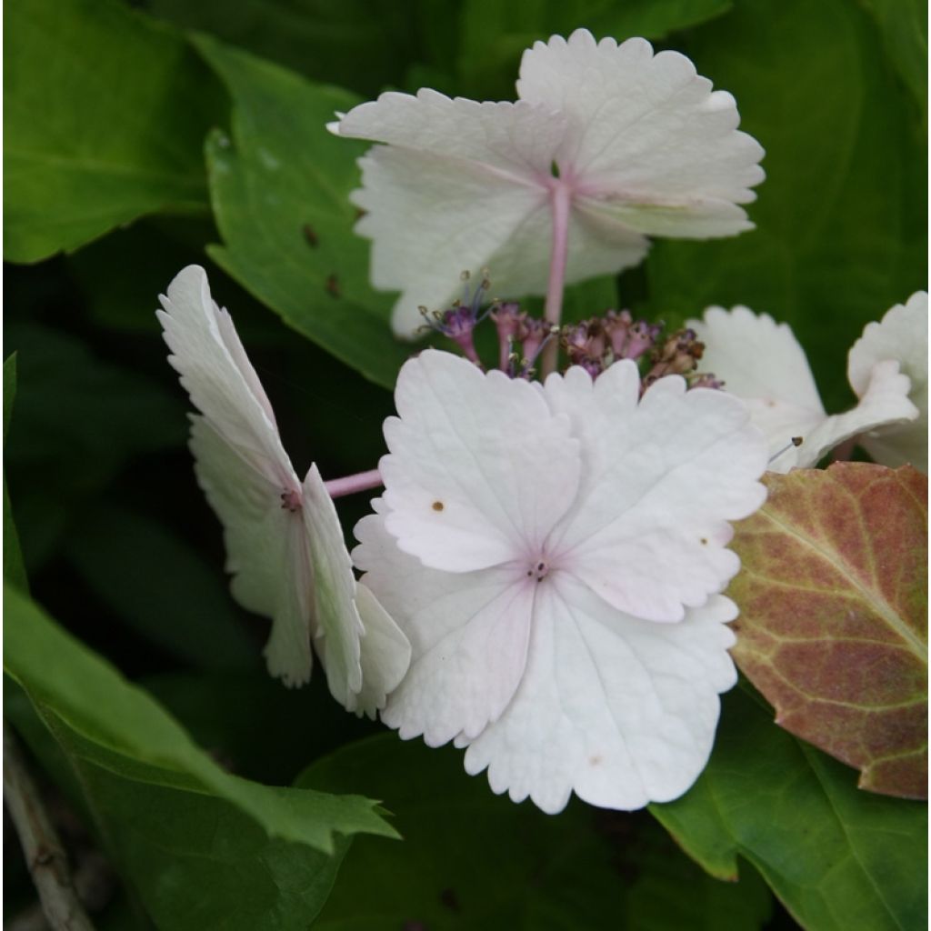 Hydrangea macrophylla Koria - Bauernhortensie