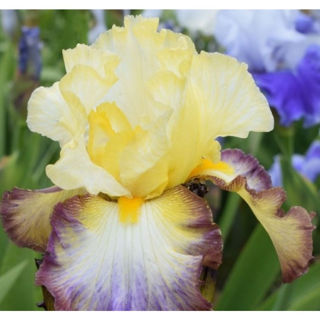 Iris Above The Rim - Schwertlilie