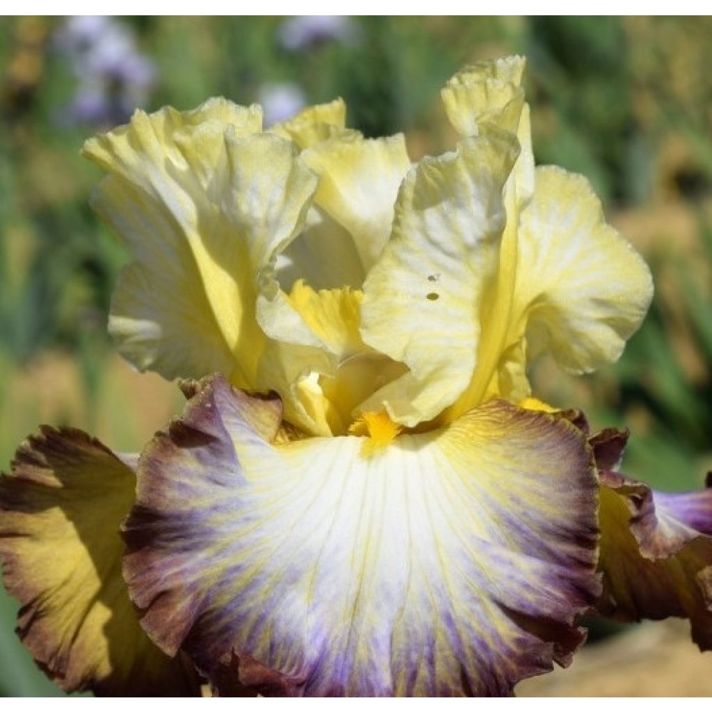 Iris Above The Rim - Schwertlilie