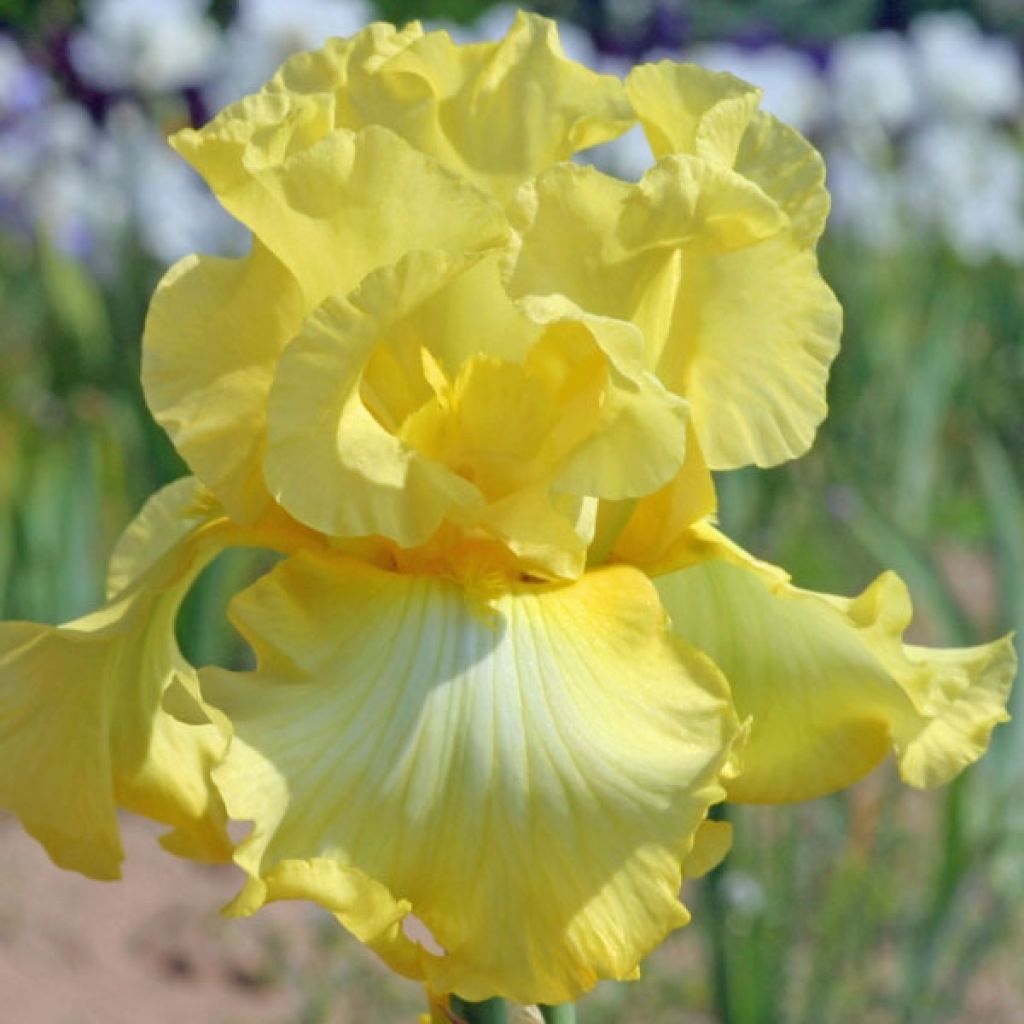 Iris Rising Moon - Schwertlilie