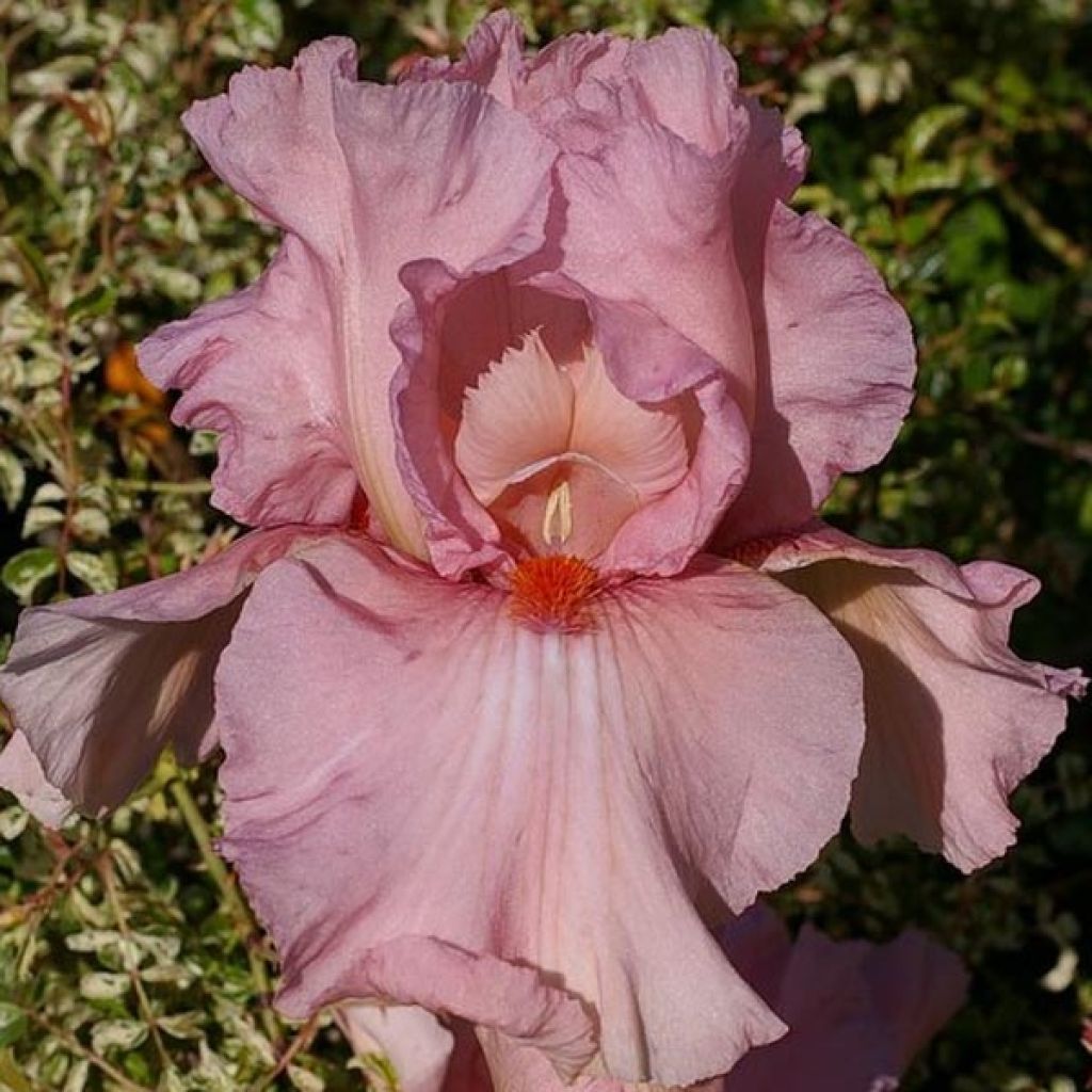 Iris Caprice de Star - Schwertlilie