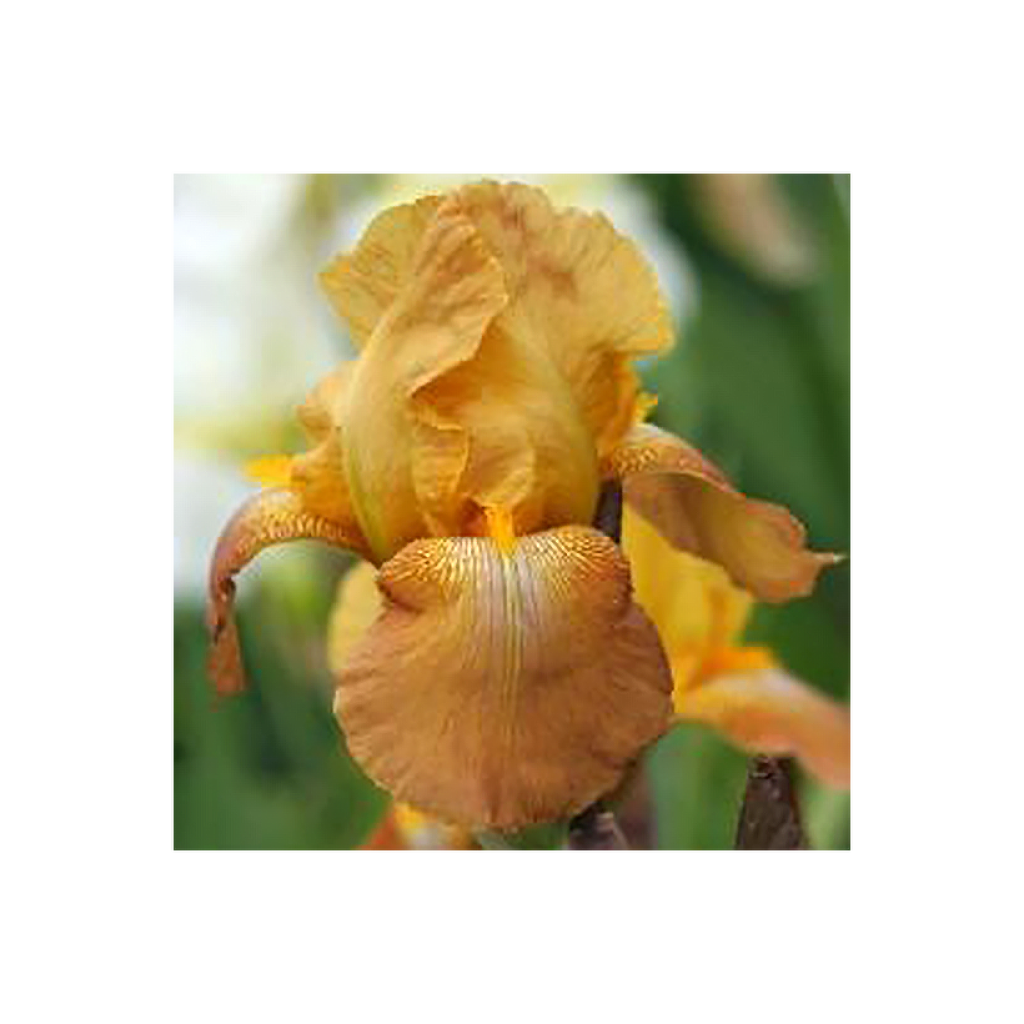 Iris Casque d'Or - Schwertlilie