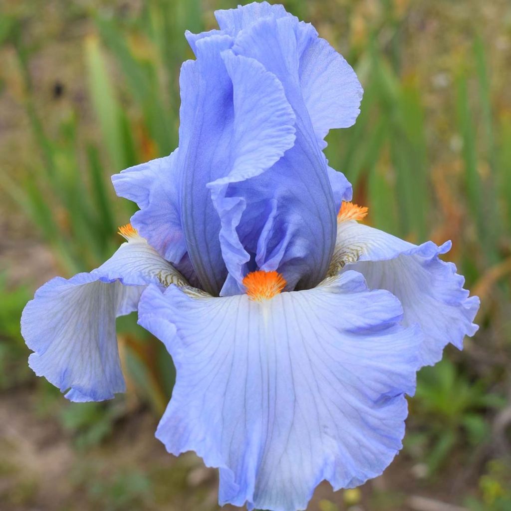 Iris Princesse Caroline de Monaco - Schwertlilie