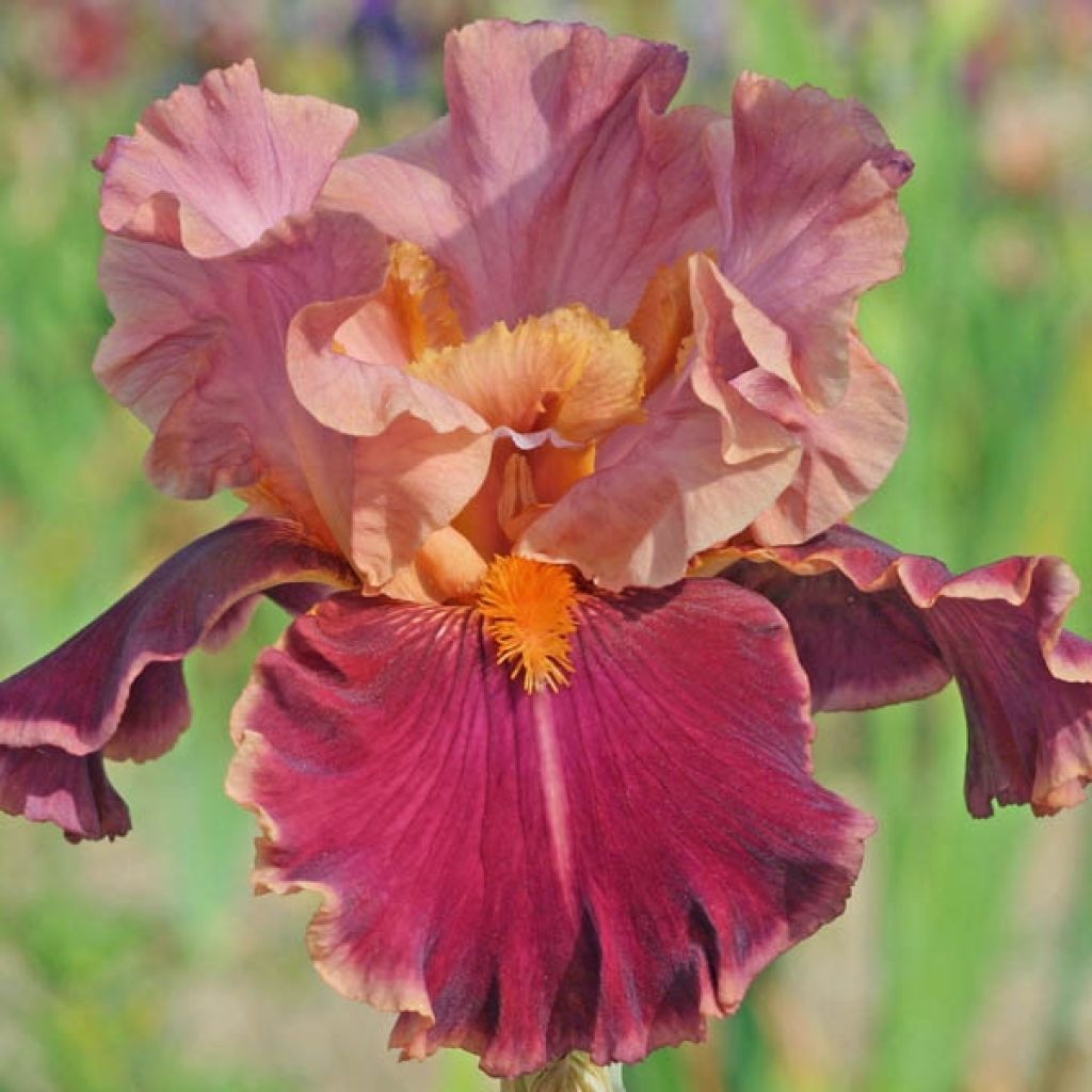 Iris Impressionist - Schwertlilie