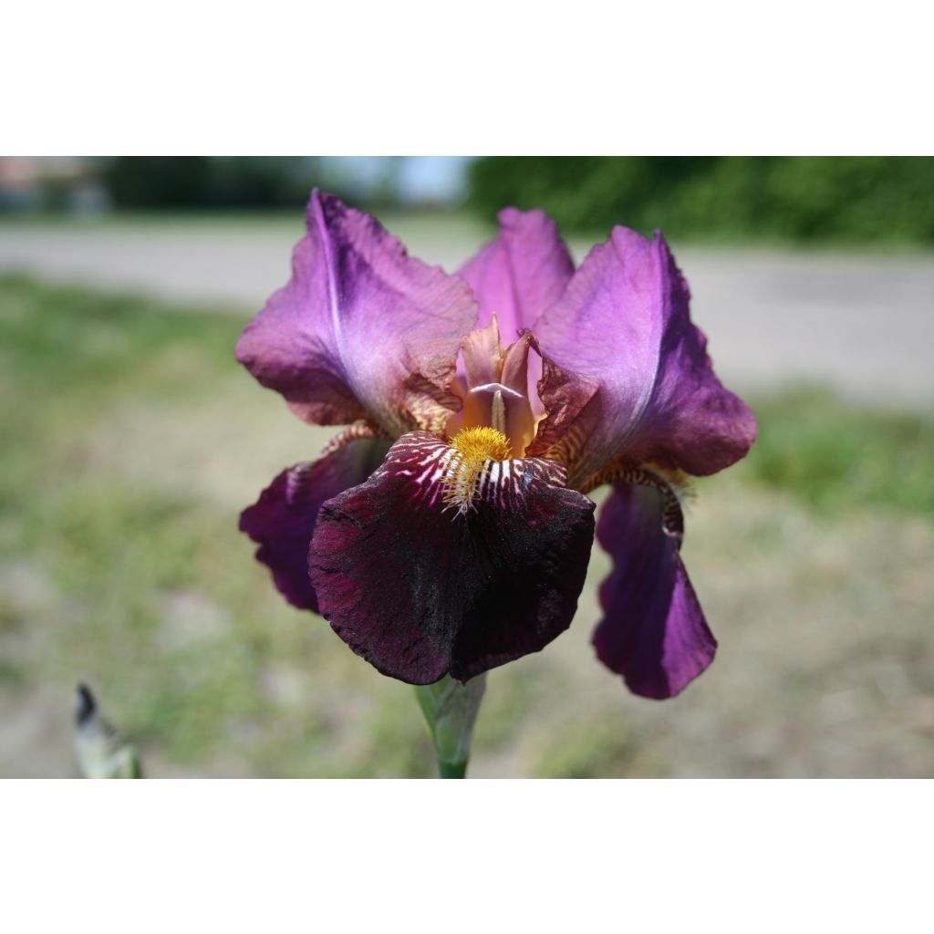 Iris Fiery Temper - Schwertlilie