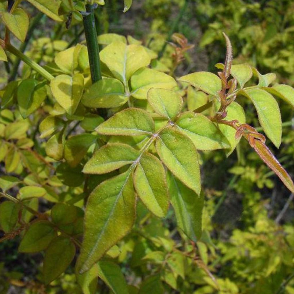Jasminum officinalis Aureum - Echte Jasmin