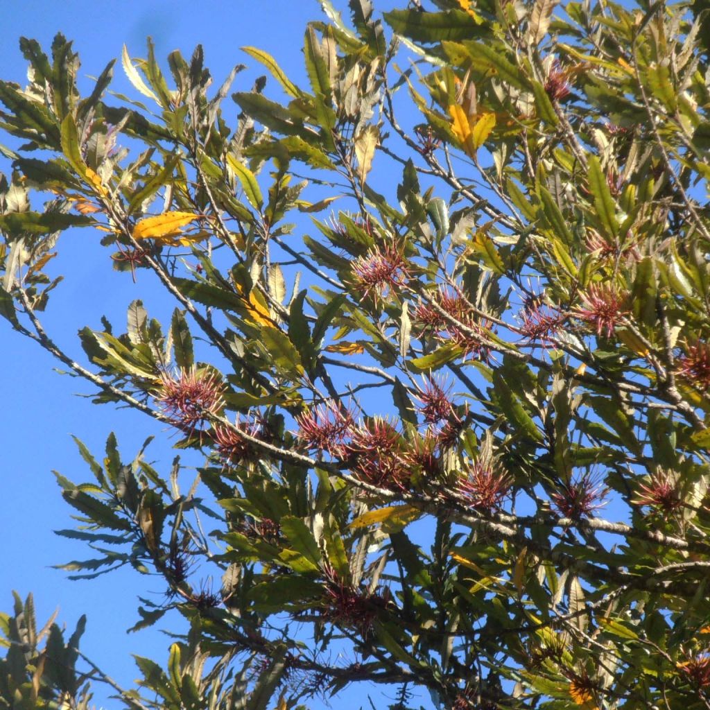 Knightia excelsa - Knightia