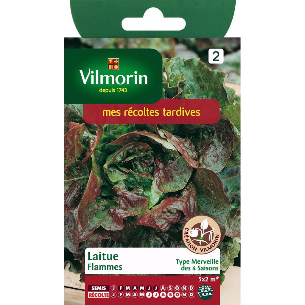 Kopfsalat Flammes