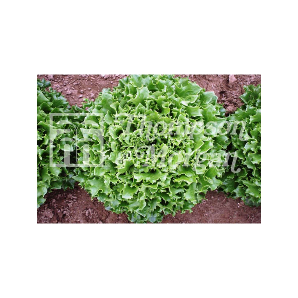 Schnittsalat Mazur