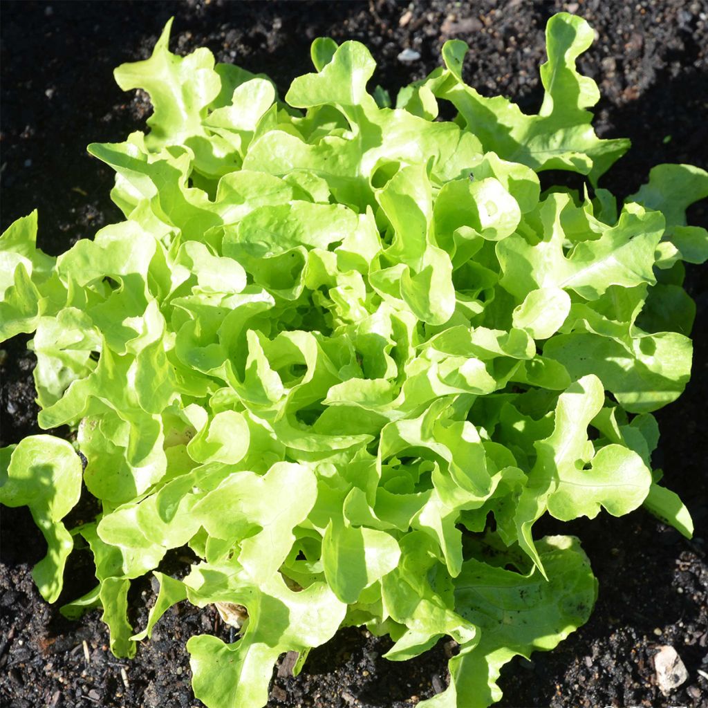 Schnittsalat Veredes Bio - Ferme de Sainte Marthe