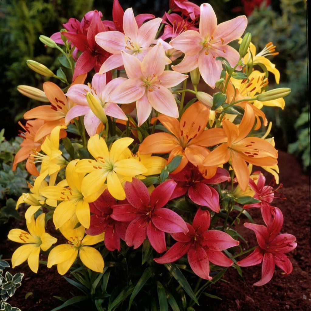 Asiatische Lilie Mix - Lilium