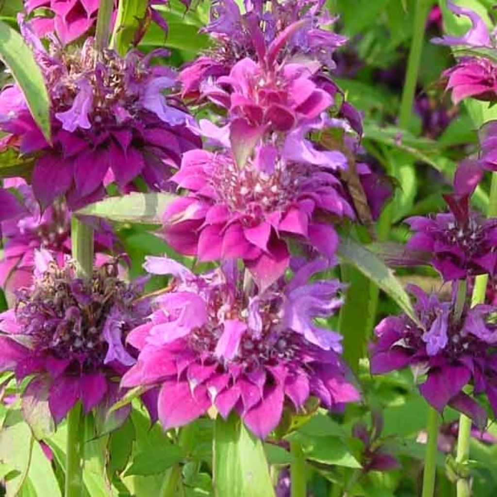 Monarda Bergamo rose pourpre - Indianernessel