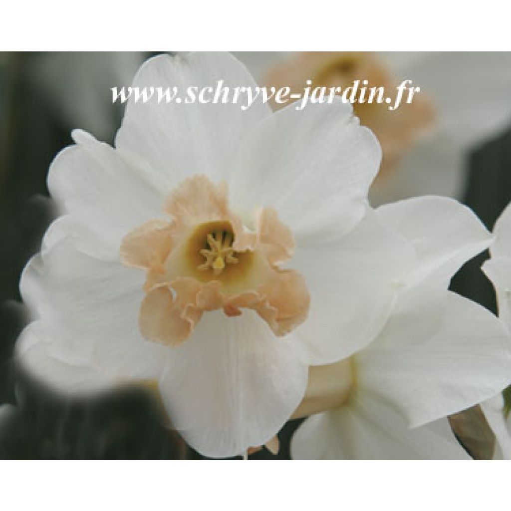 Narcissus Louise de Coligny
