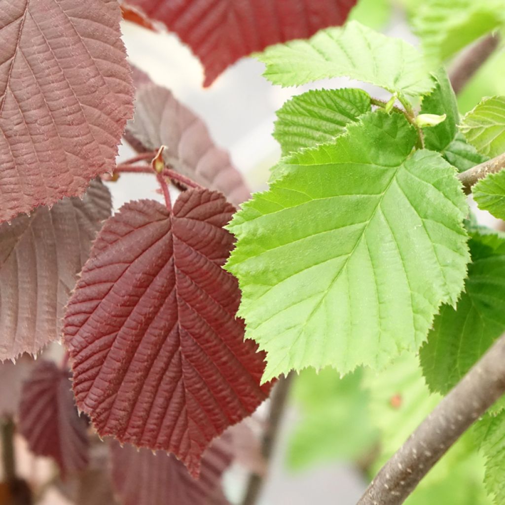 Haselnuss Syrena - Corylus avellana