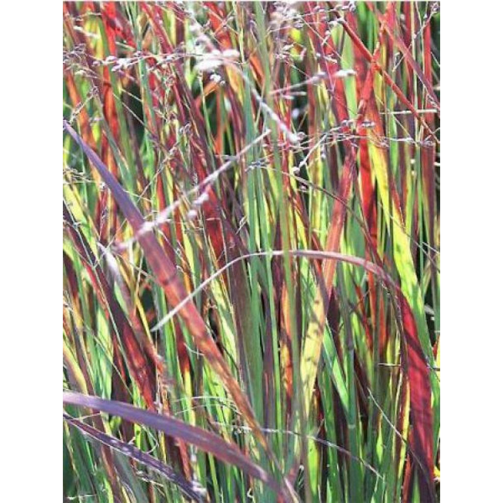 Panicum virgatum Heiliger Hain - Ruten-Hirse