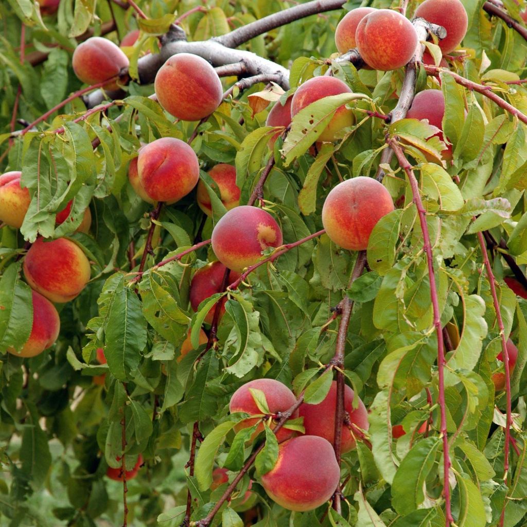 Pfirsich Lacrima - Prunus persica