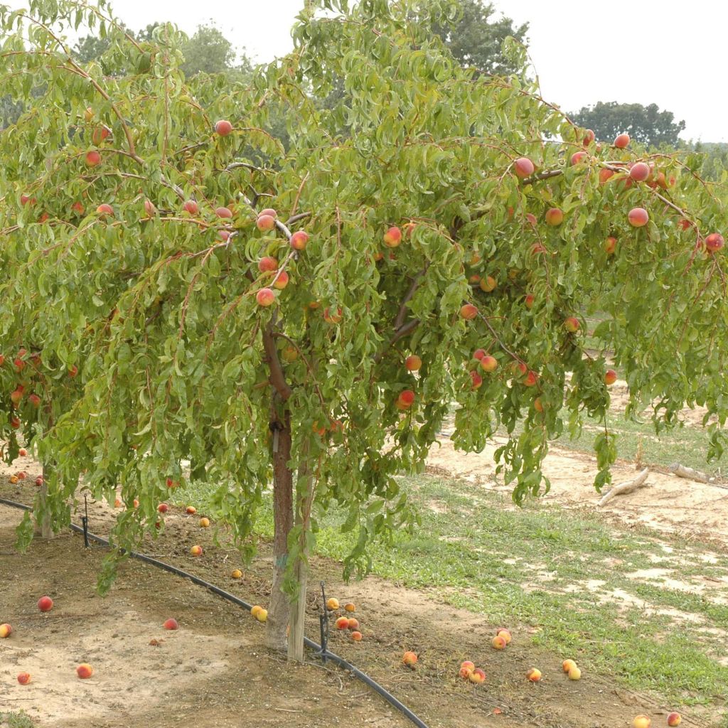 Pfirsich Lacrima - Prunus persica