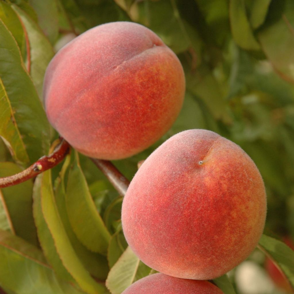 Pfirsich Lacrima - Prunus persica