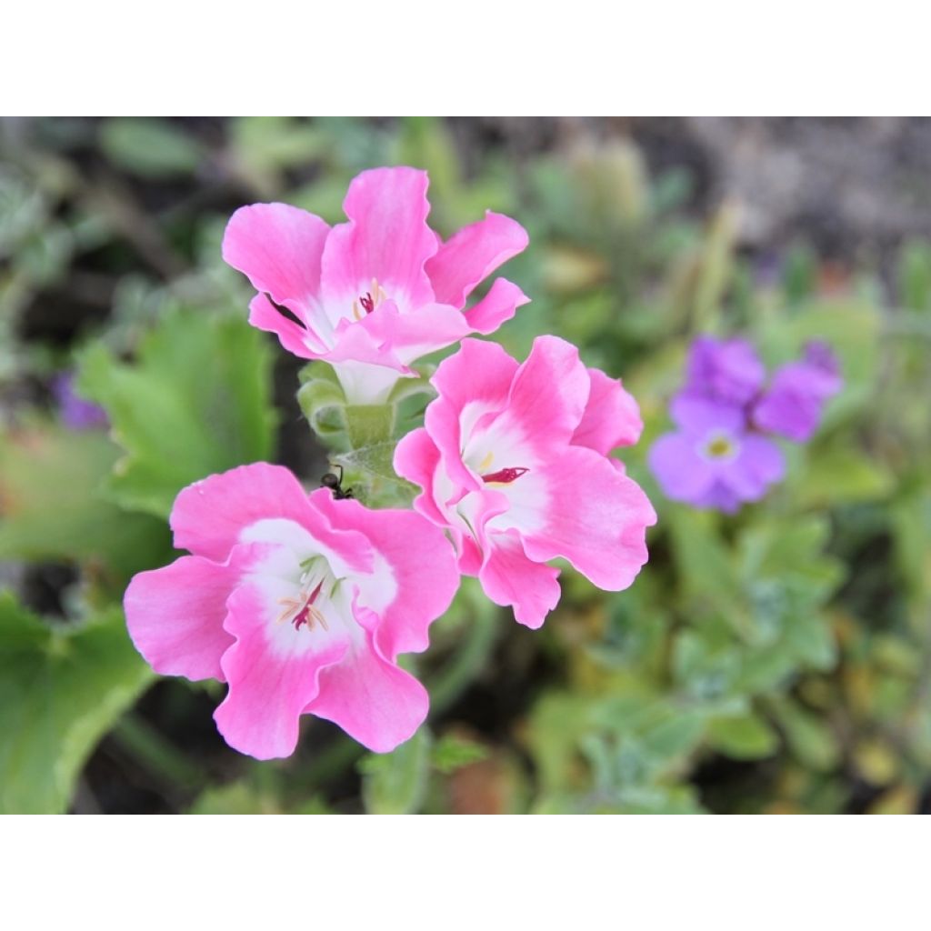 Großblütige Pelargonie Bermuda Pink - Pelargonium