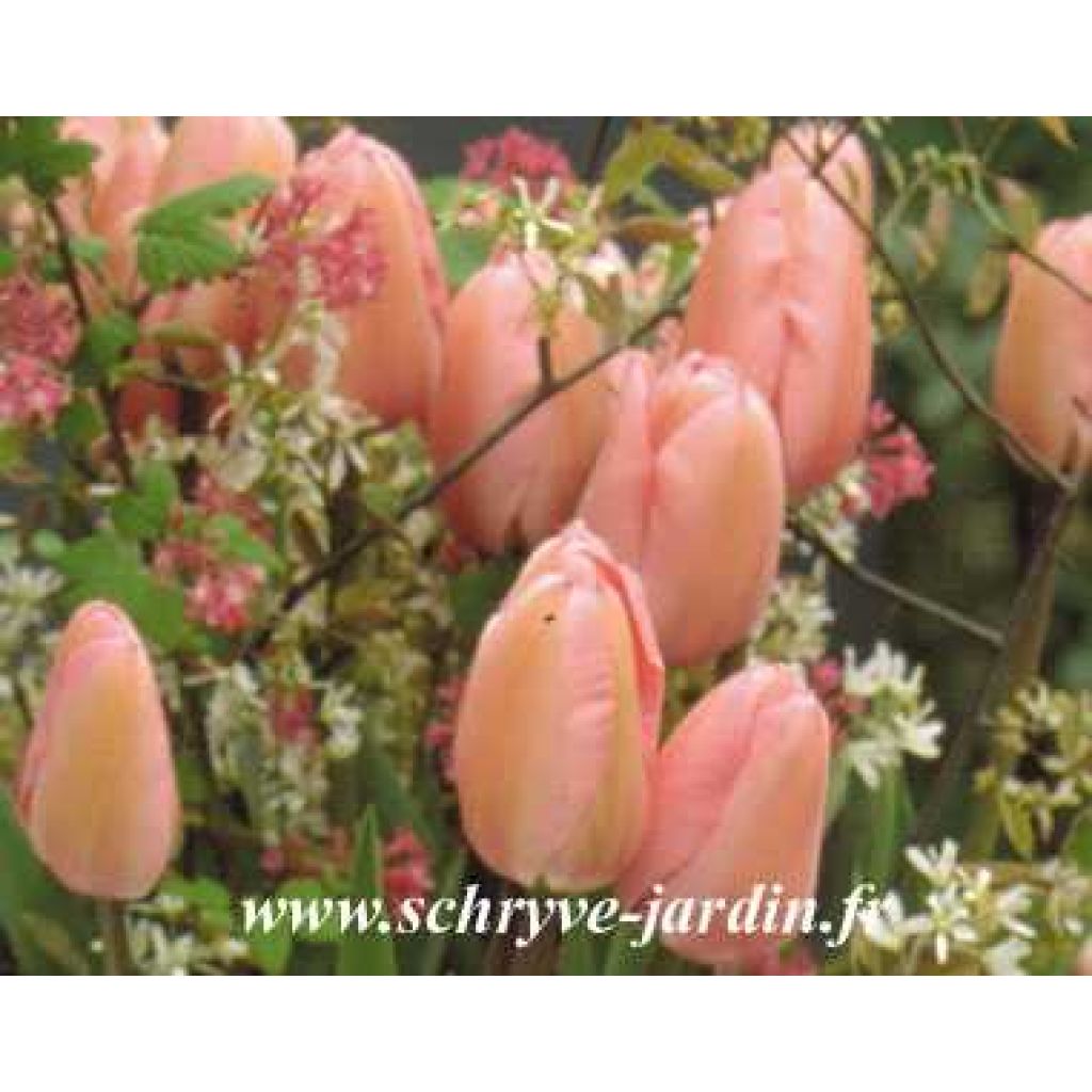 Späte Einfache Tulpe Perless pink