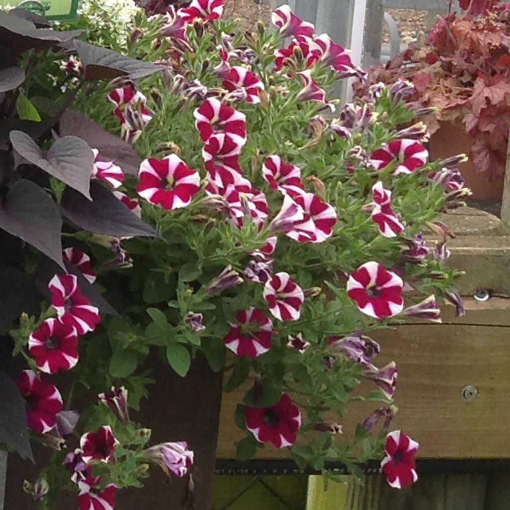 Petunia Cranberry Blast