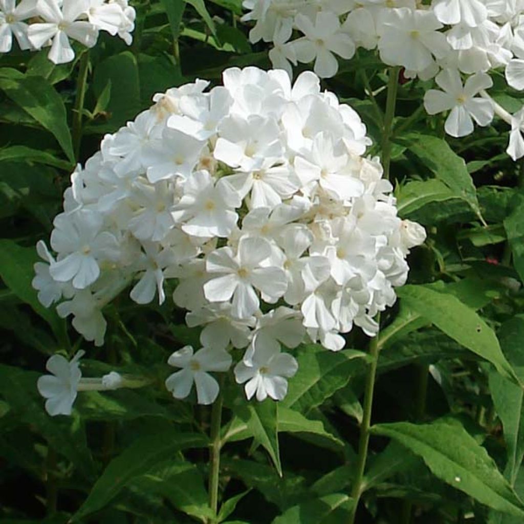 Flammenblume Anne - Phlox