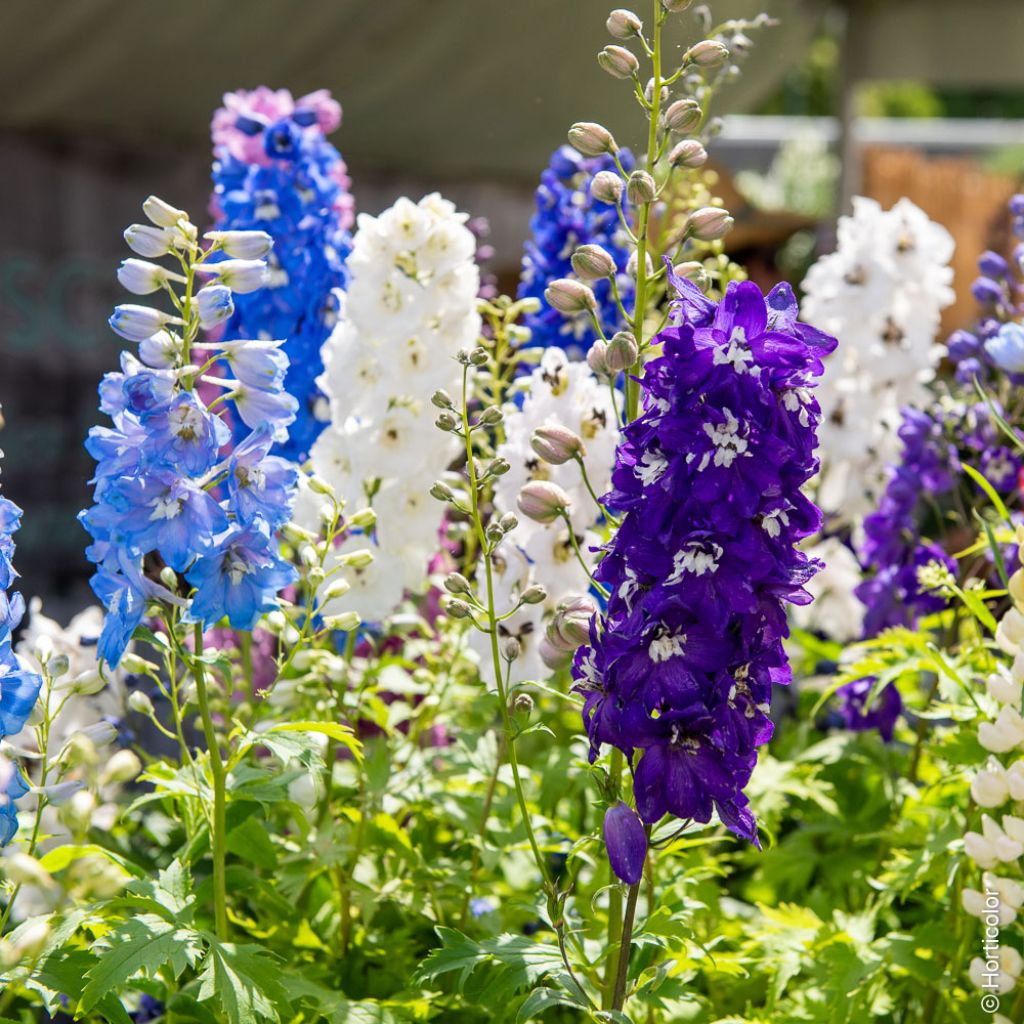 Hoher Rittersporn Magic Fountain Mix (Samen) - Delphinium