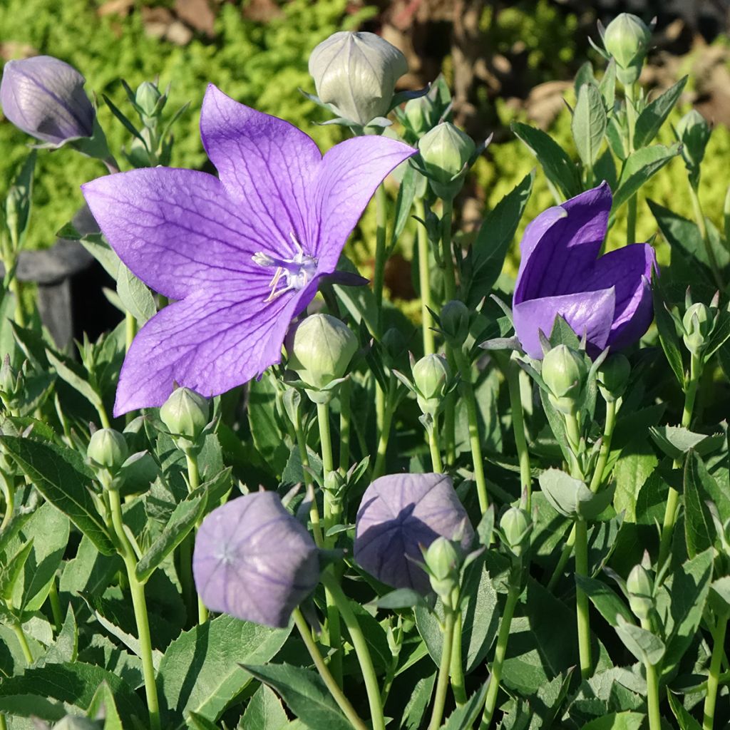 Ballonblume Astra Blue - Platycodon grandiflorus