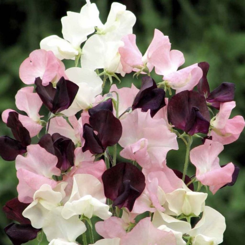 Duftwicke Star-Crossed Lovers (Samen) - Lathyrus odoratus