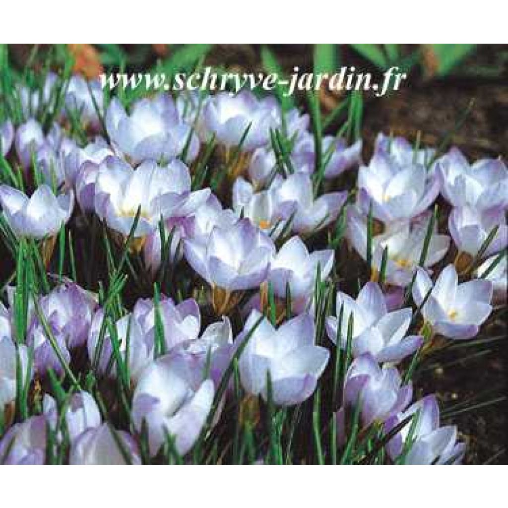 Krokus Princesse Béatrice - Crocus chrysanthus